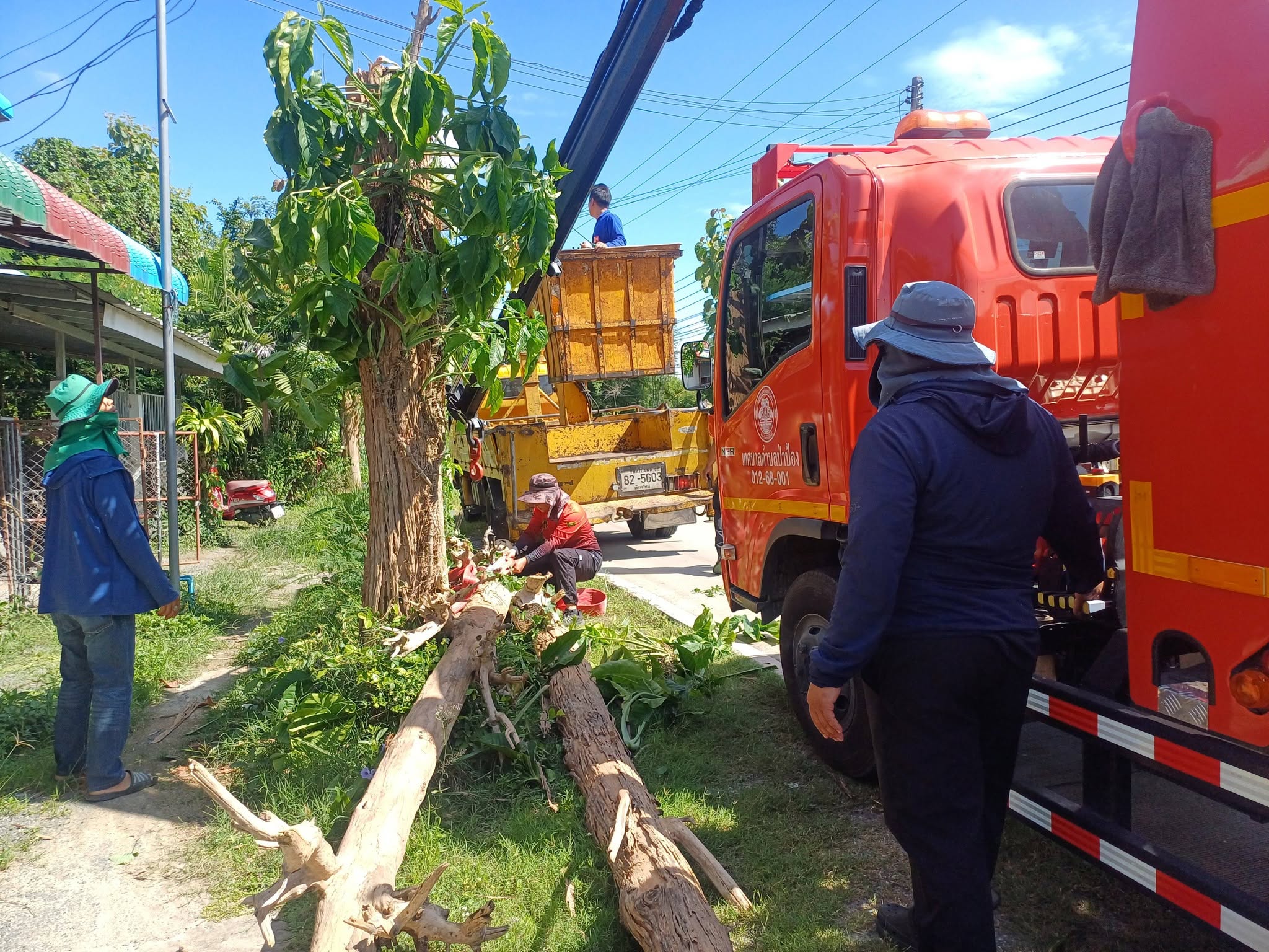 🌳🚛✨🌳🚛✨ ป้องกันภัย ยกระดับความปลอดภัย! เทศบาลตำบลป่าป้อง จับมือ อบจ.เชียงใหม่ สมาชิกสภาเทศบาล และผู้นำชุมชน ลงพื้นที่ตัดแต่งกิ่งไม้สูงและปรับภูมิทัศน์ พื้นที่บ้านป่าตึงน้อย 🍃🛡️